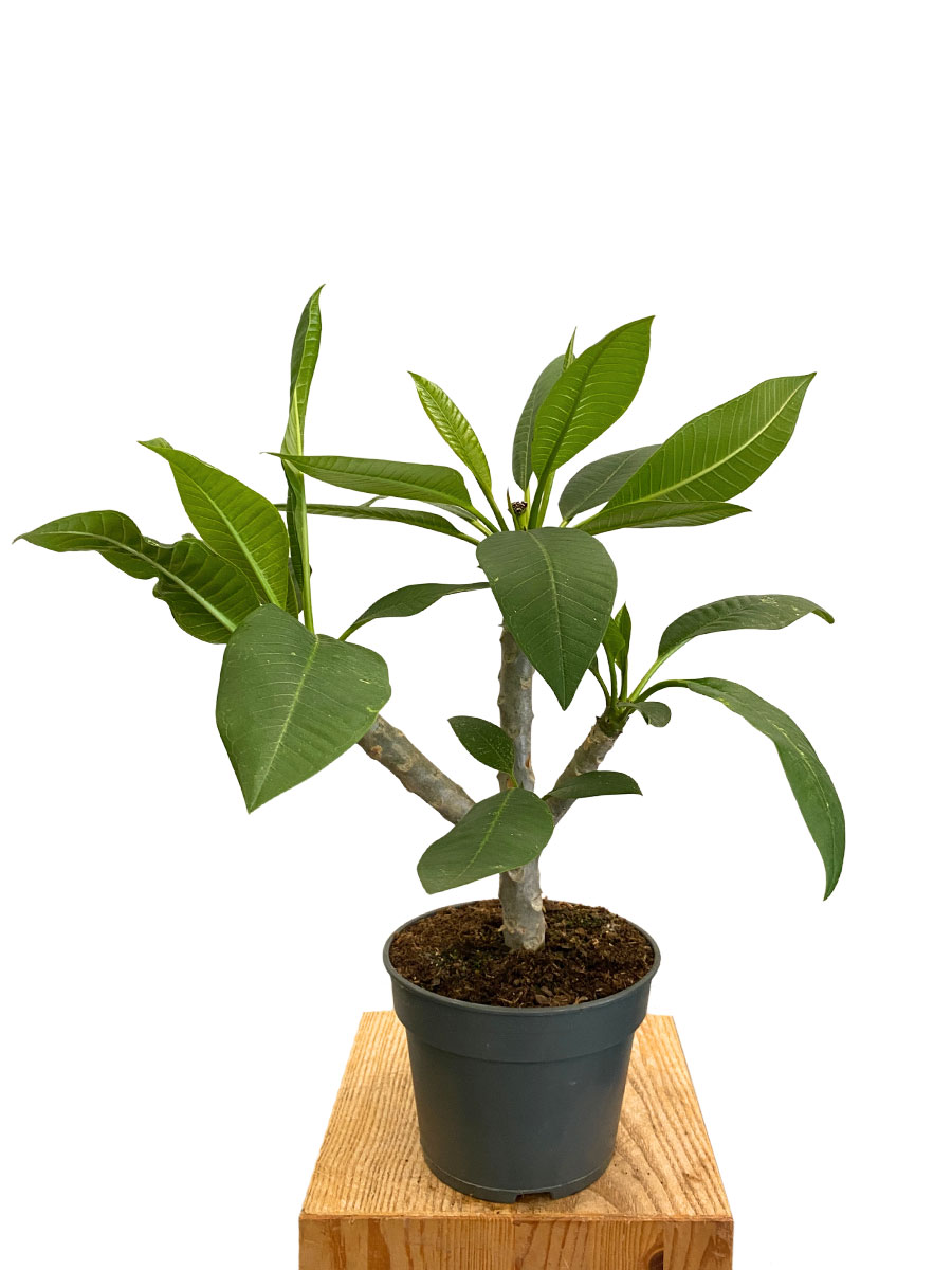 Frangipani Plumeria Hawaiian White Pearl