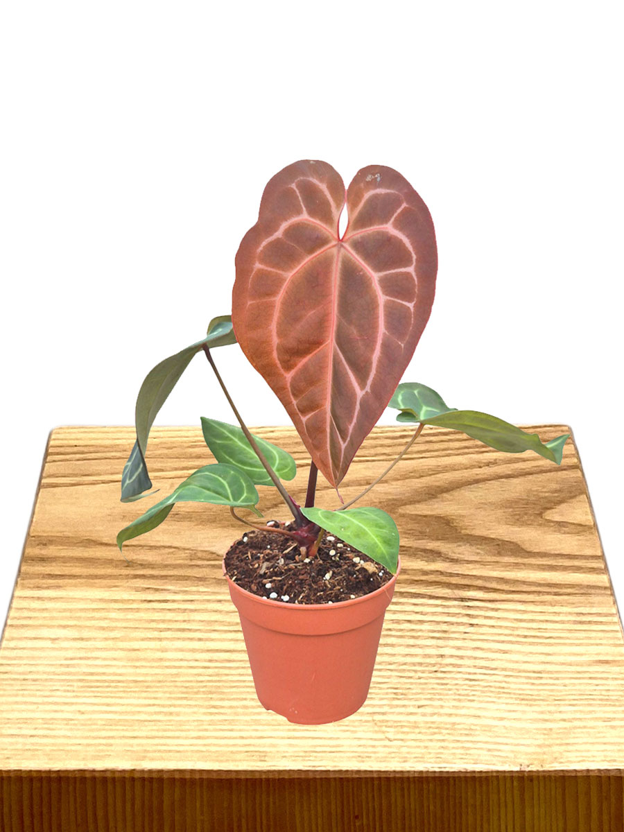 Anthurium DocBlock® 1 × Michelle