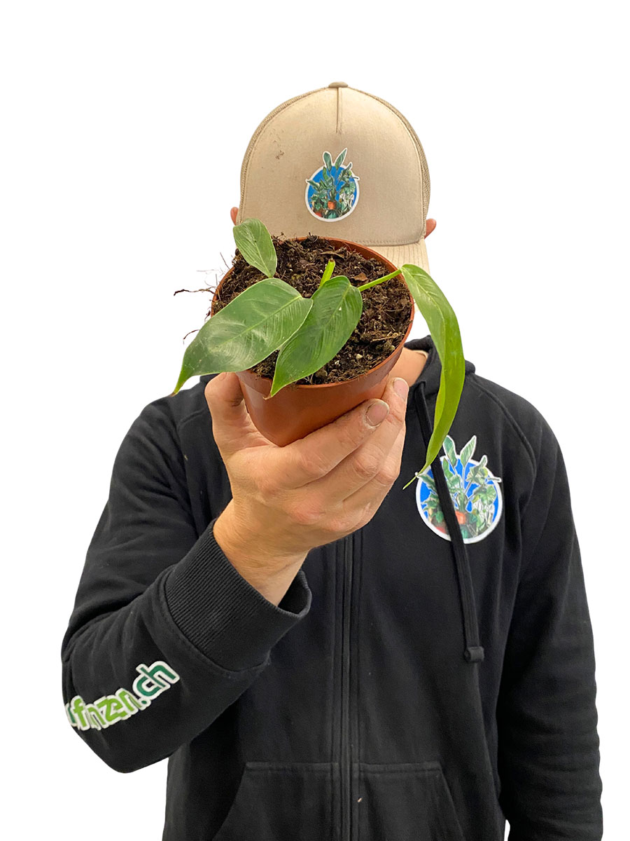 Baby Philodendron Patriciae