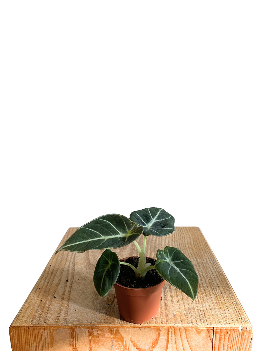 Baby Alocasia Black Velvet 