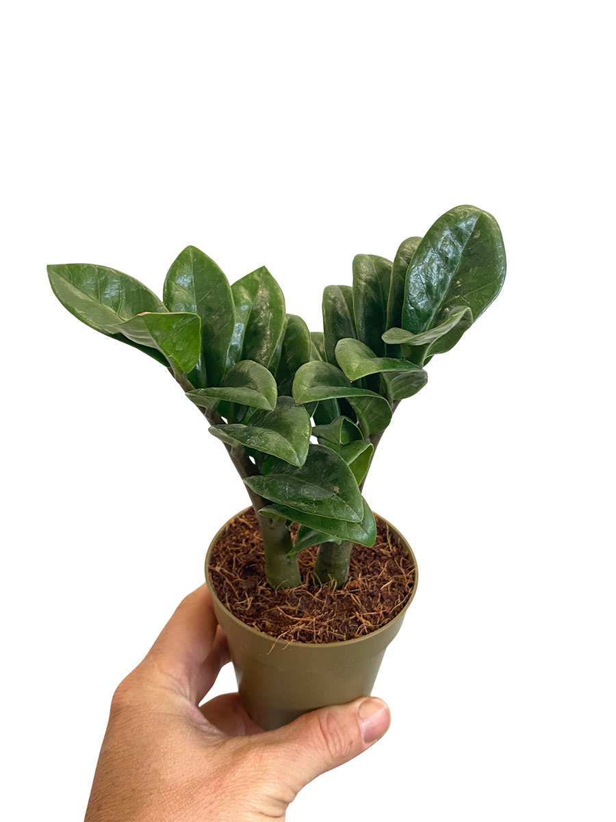 Baby Zamioculcas Zenzi