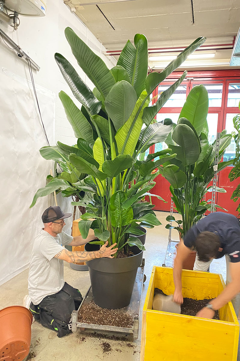 Strelitzia Nicolai - Super Size