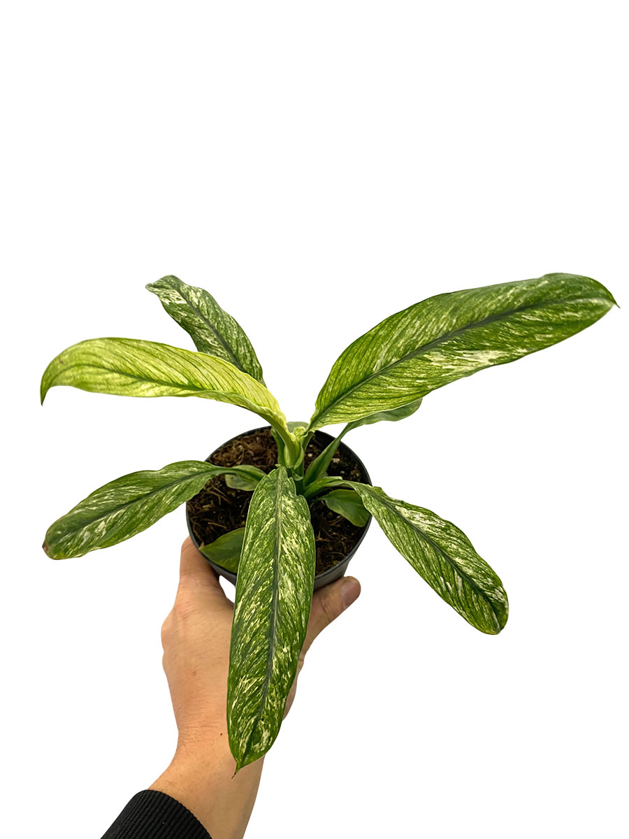 Spathiphyllum Sensation Variegata