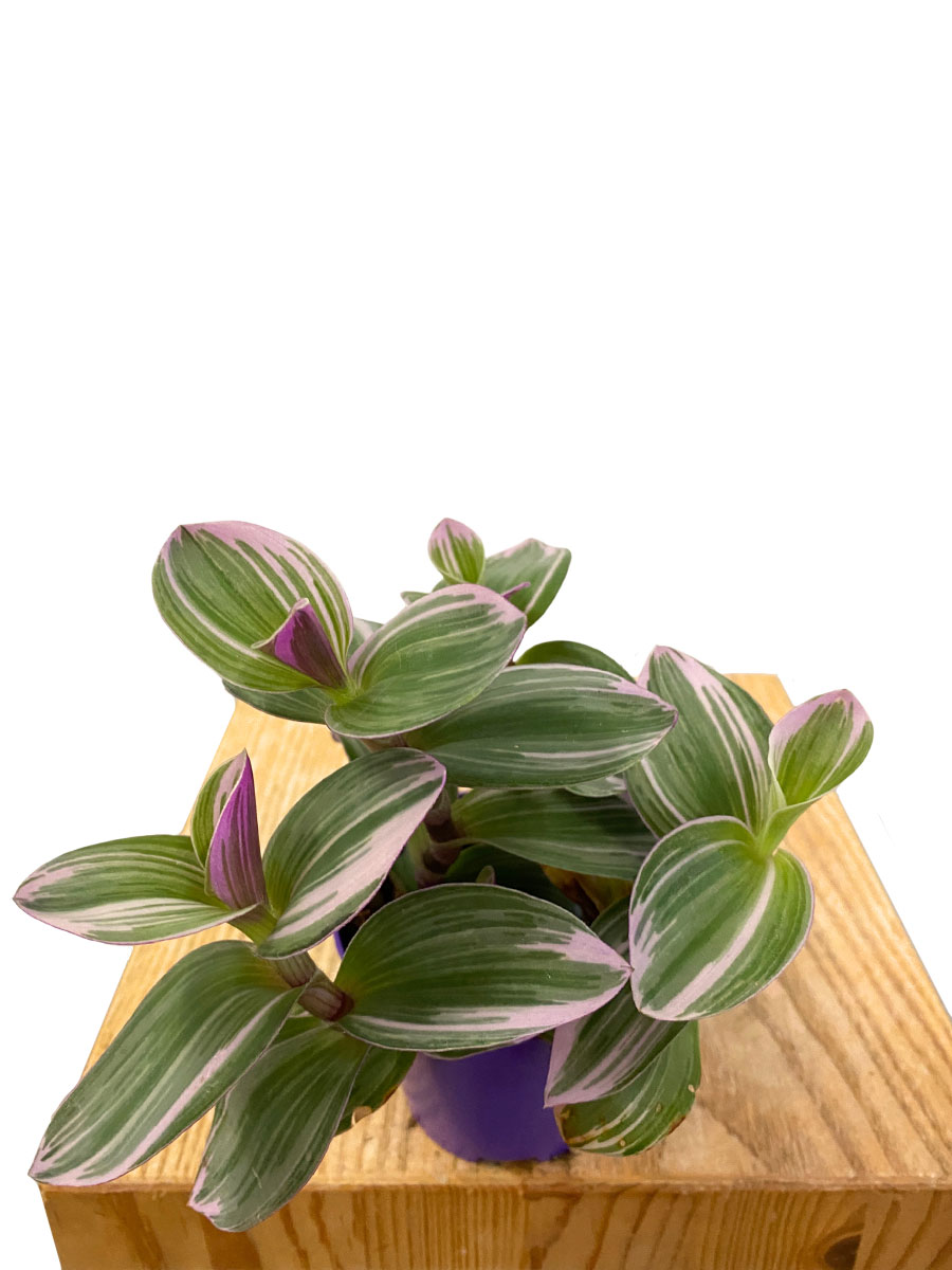 Baby Tradescantia Nanouk