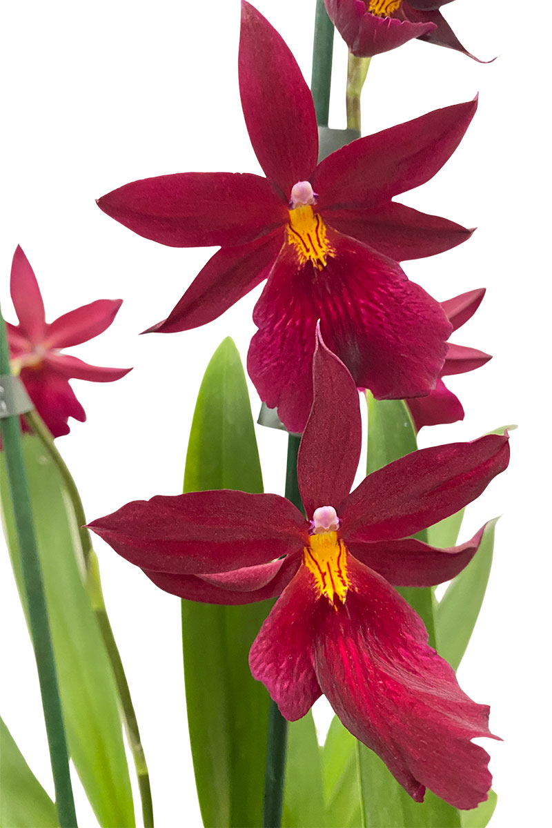 Orchidee Nelly Isler Red Velvet inkl. Keramiktopf Weiss
