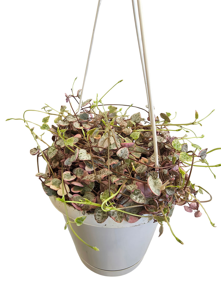 Hänger - Leuchterblume Ceropegia Variagata