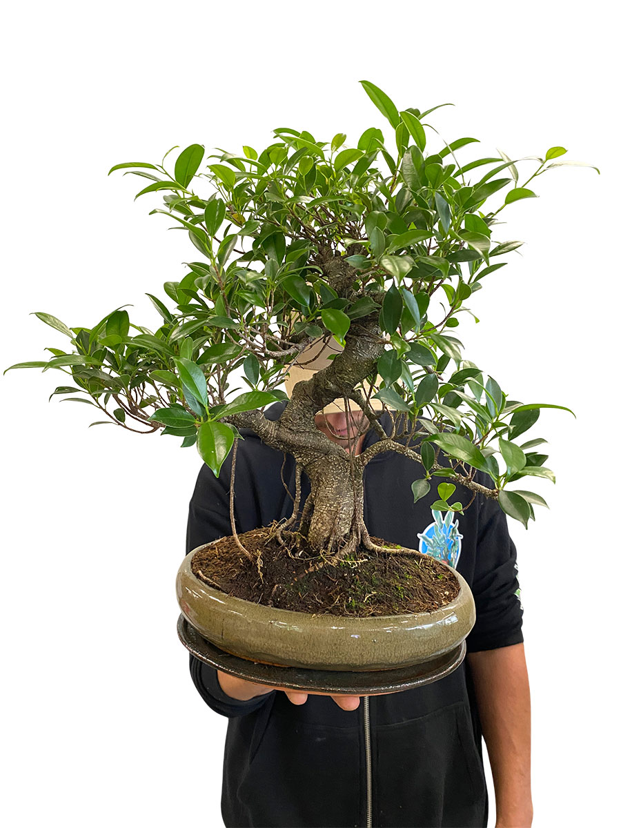 Bonsai - Ficus Retusa