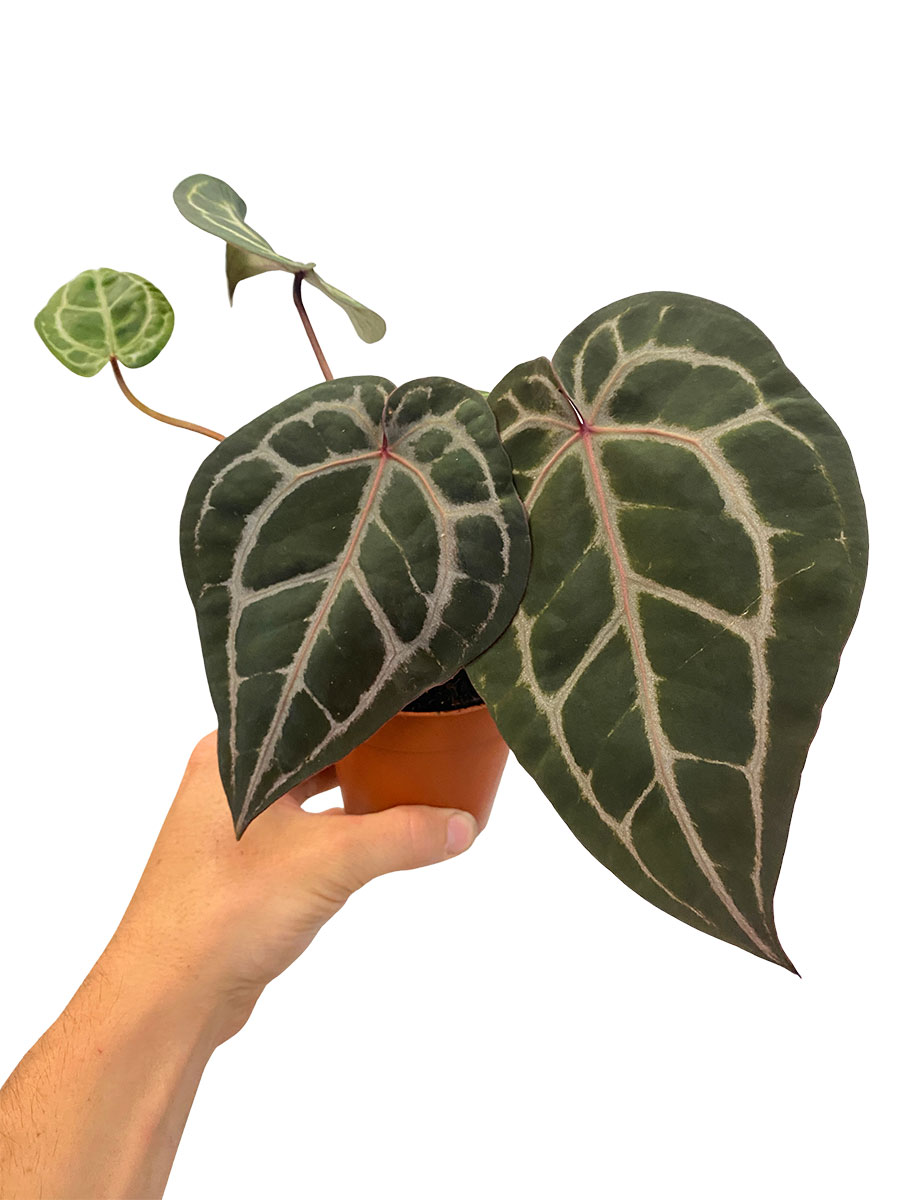 Anthurium Michelle® DocBlock