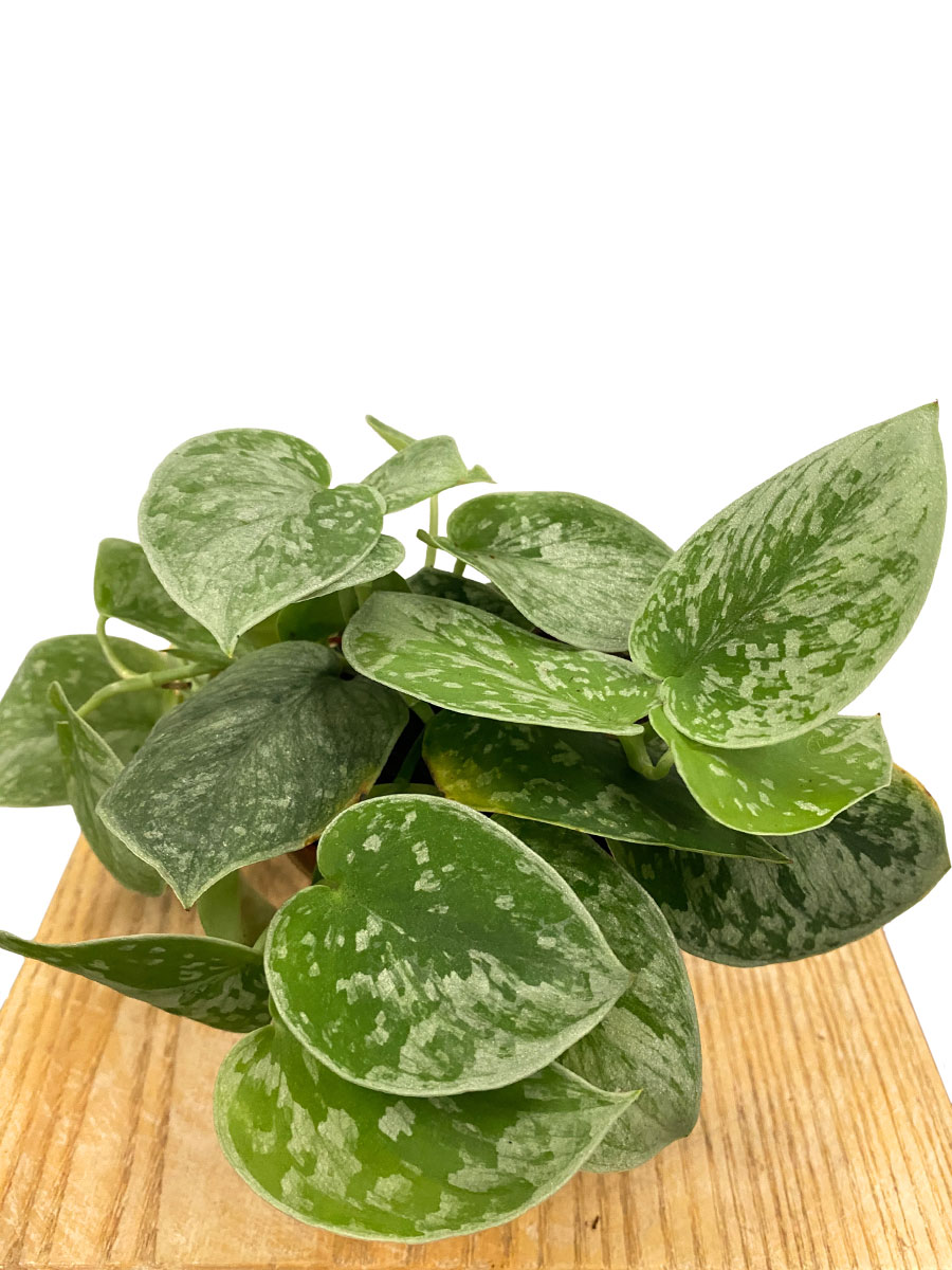 Scindapsus Silver Ann