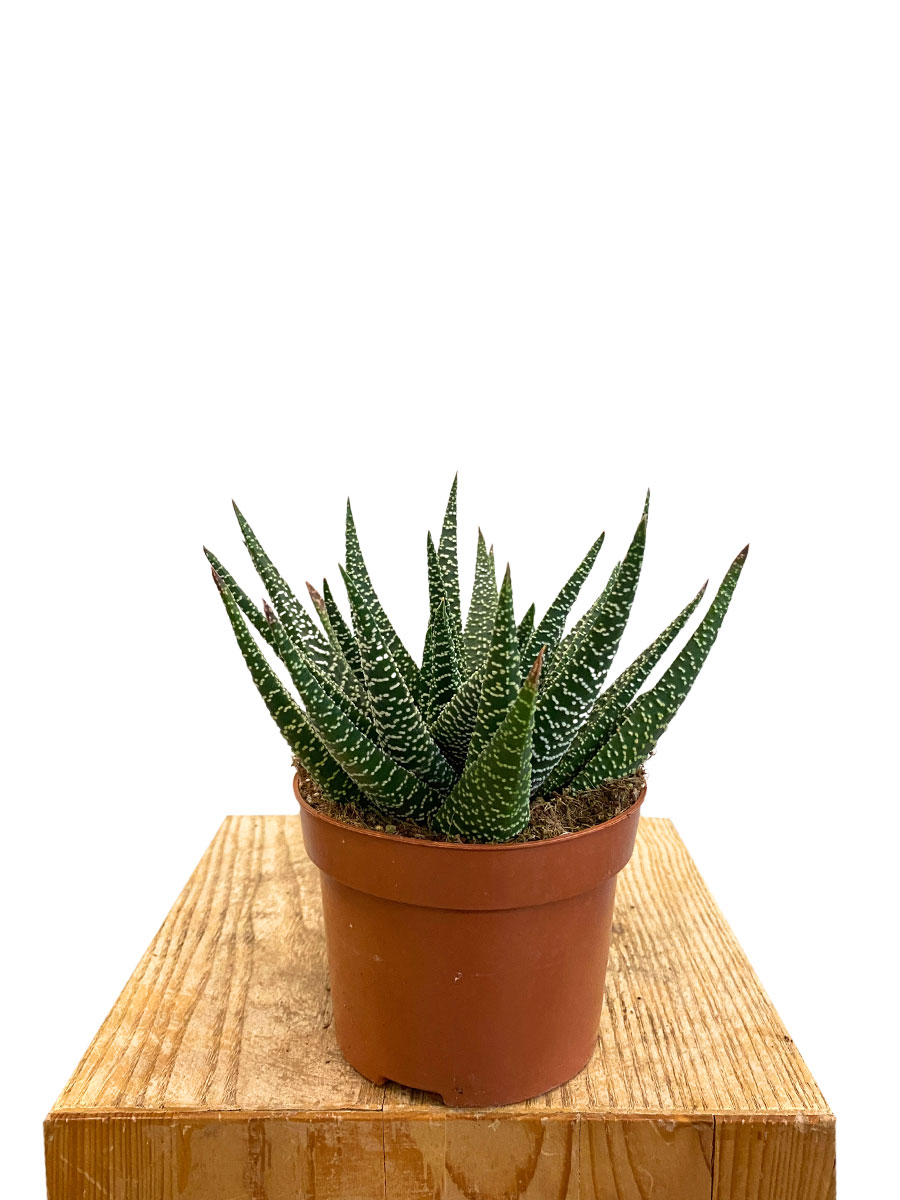 Gasteria Flow Verrucosa