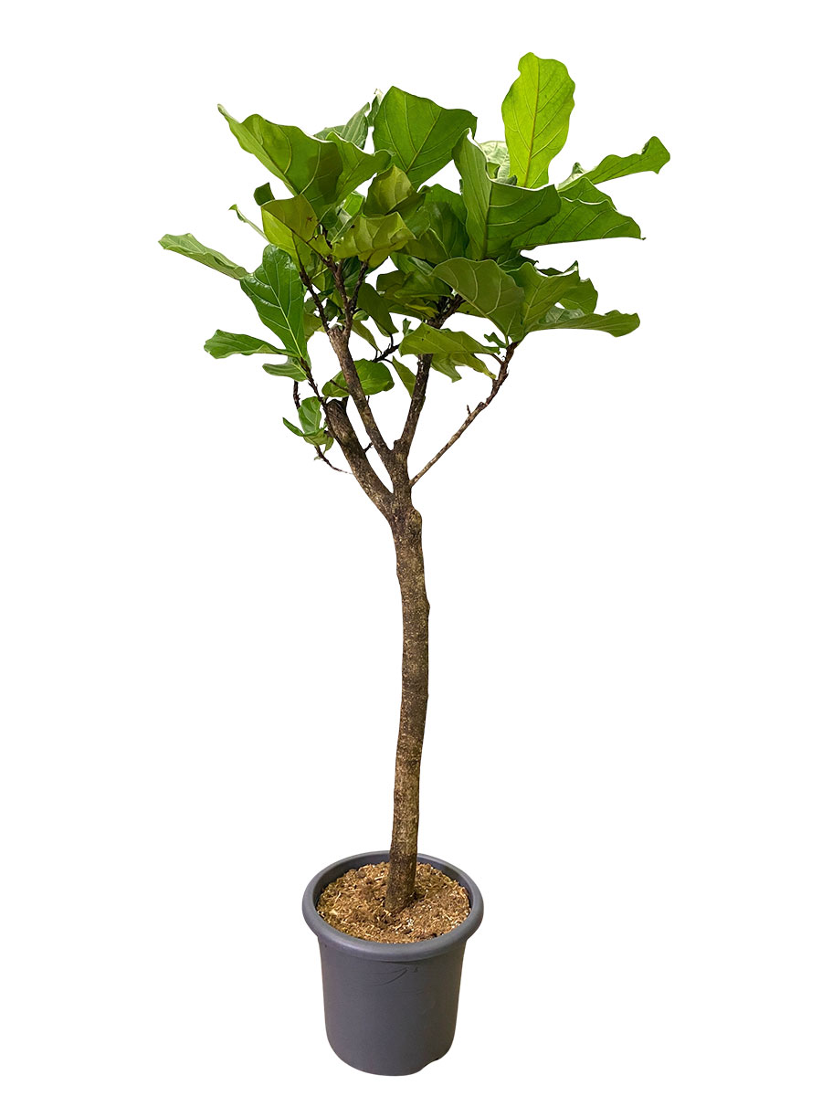 Fiddle-leaf fig Ficus lyrata stem
