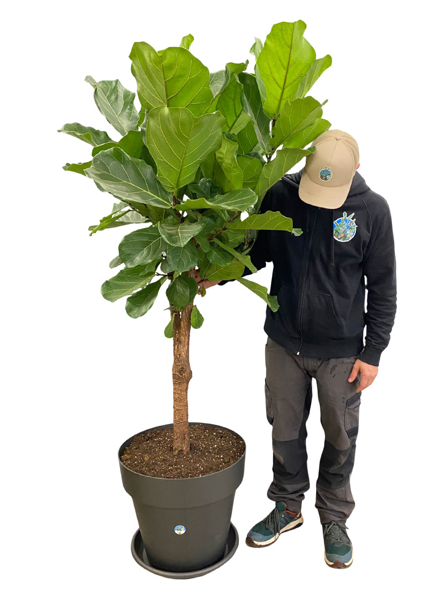 Geigenfeige Ficus lyrata Stamm Verzweigt - Gross