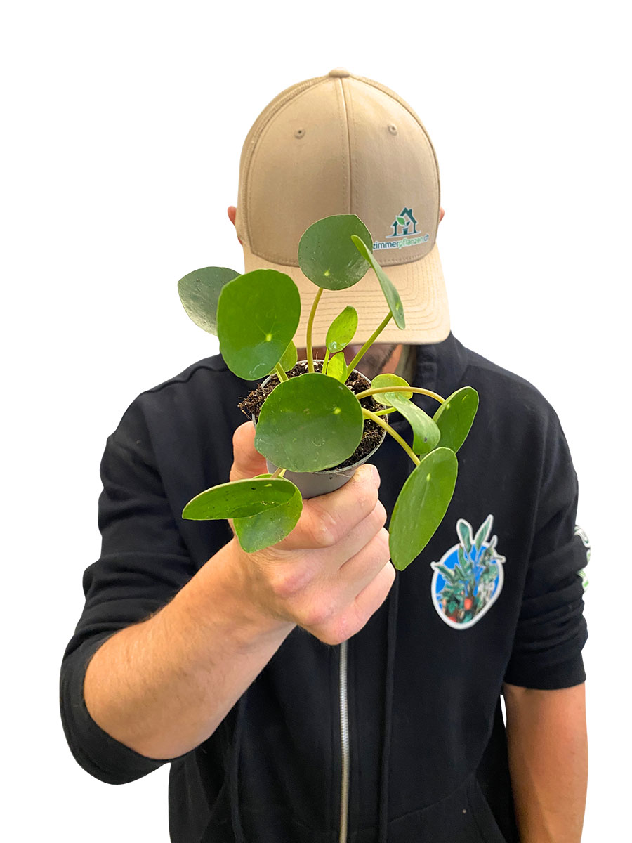 Baby Ufopflanze Pilea Peperomoides