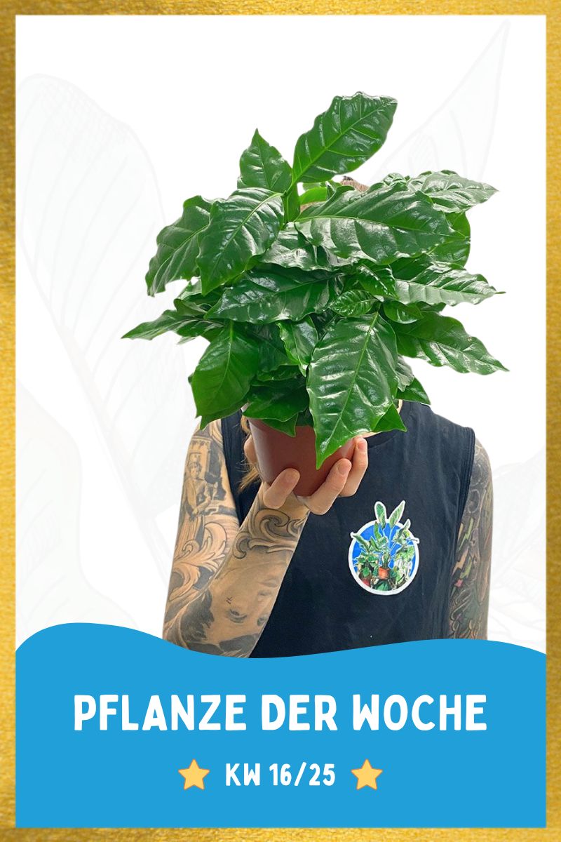 Kaffeebaum Coffea Arabica