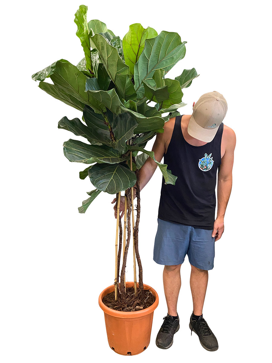 Geigenfeige Ficus lyrata Multistamm