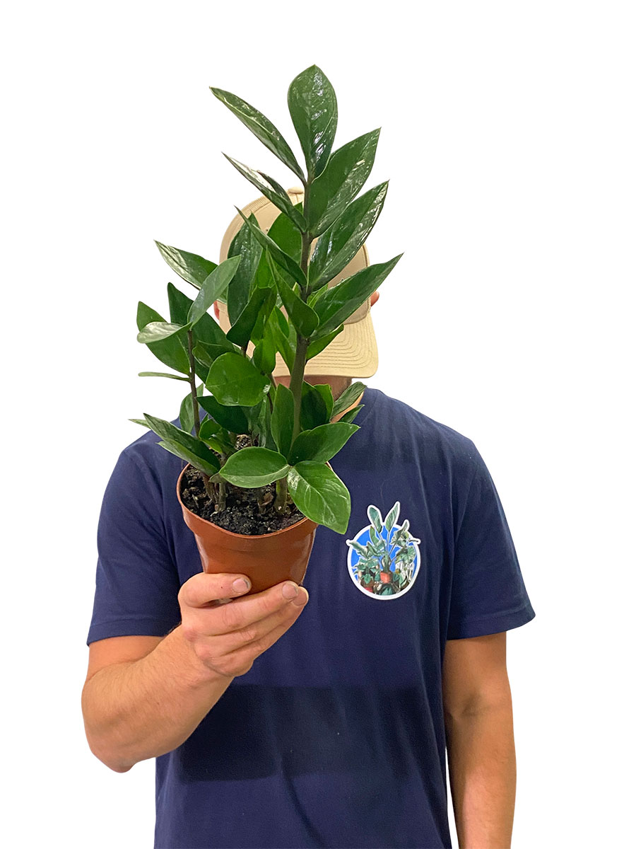Glücksfeder Zamioculcas Zamiifolia - Ø12 cm