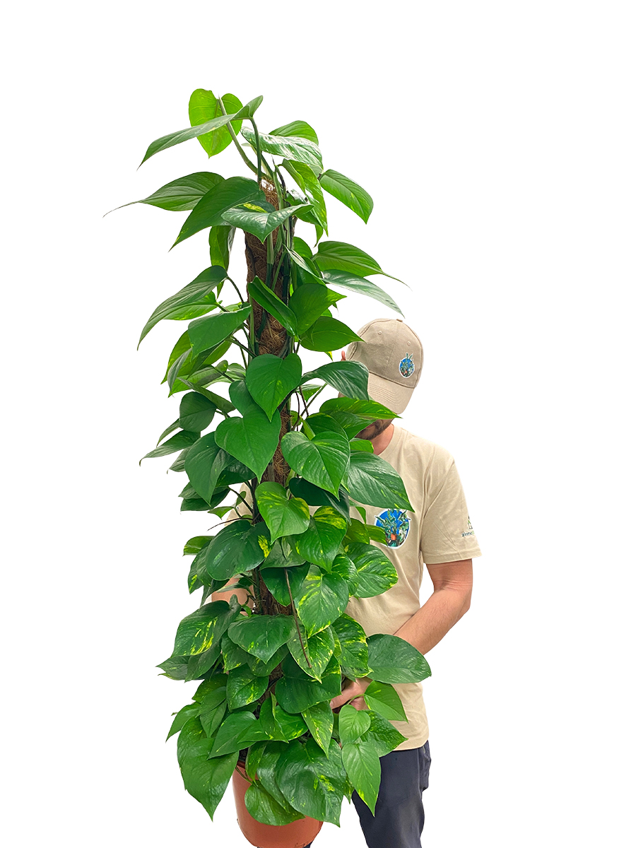 Epipremnum pinnatum Moosstab 120-140cm 