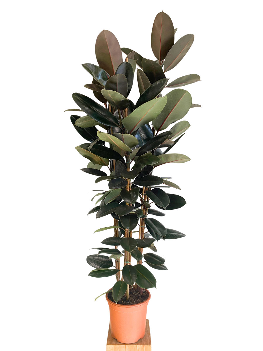 Ficus Elastica Abidjan Tuff