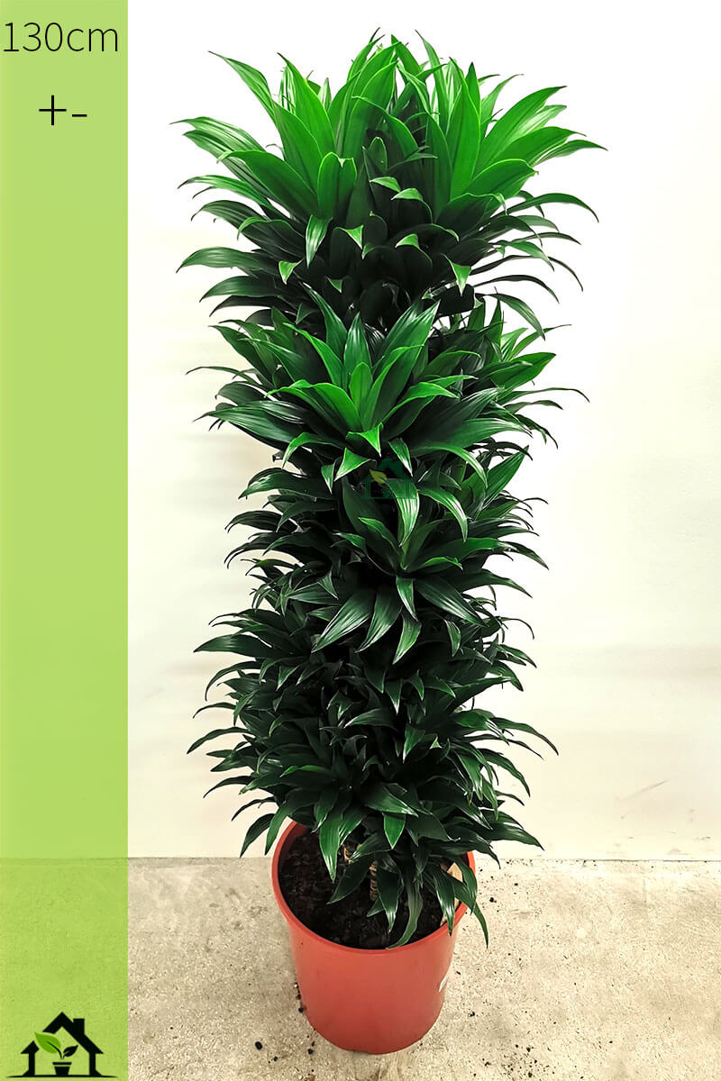Dracaena compacta Zimmerpflanzen online kaufen