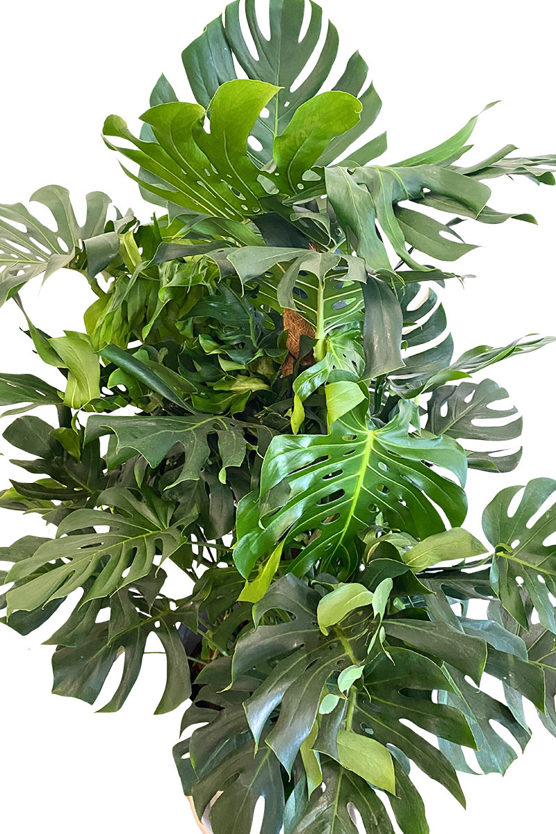 Monstera deliciosa Moosstab - Gross