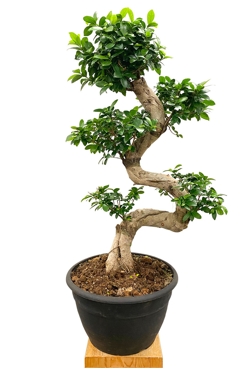 Chinesische Feige Ginseng S-Form
