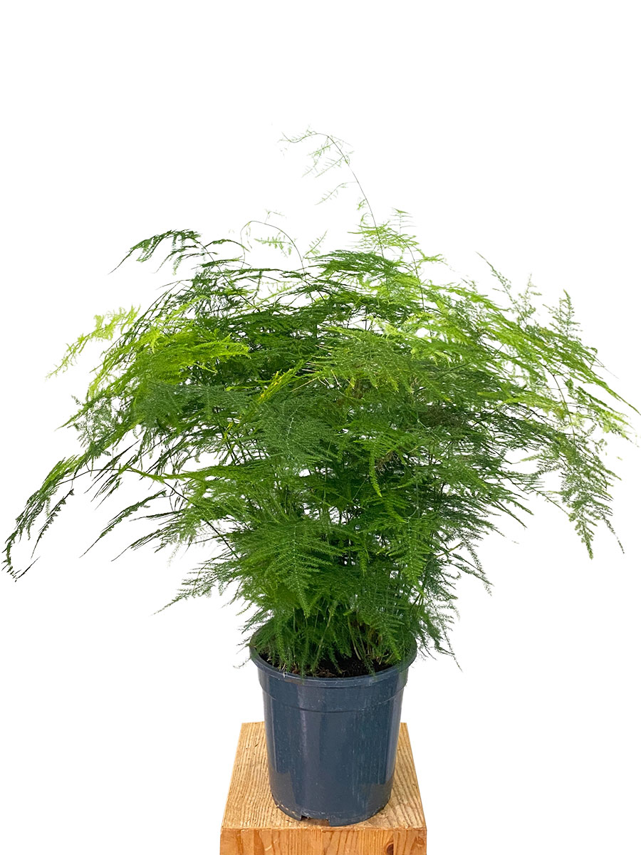 Asparagus Setaceus