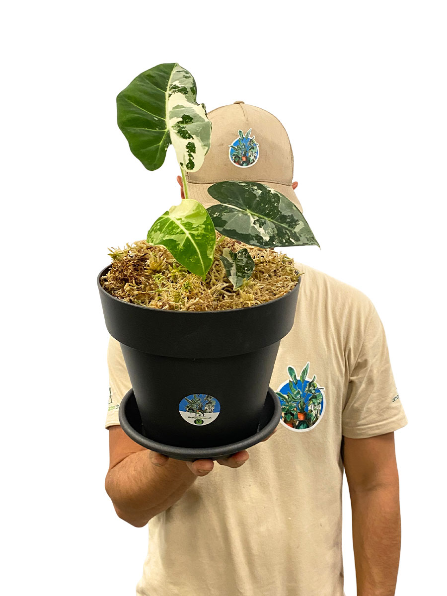 Alocasia Frydek Variegata