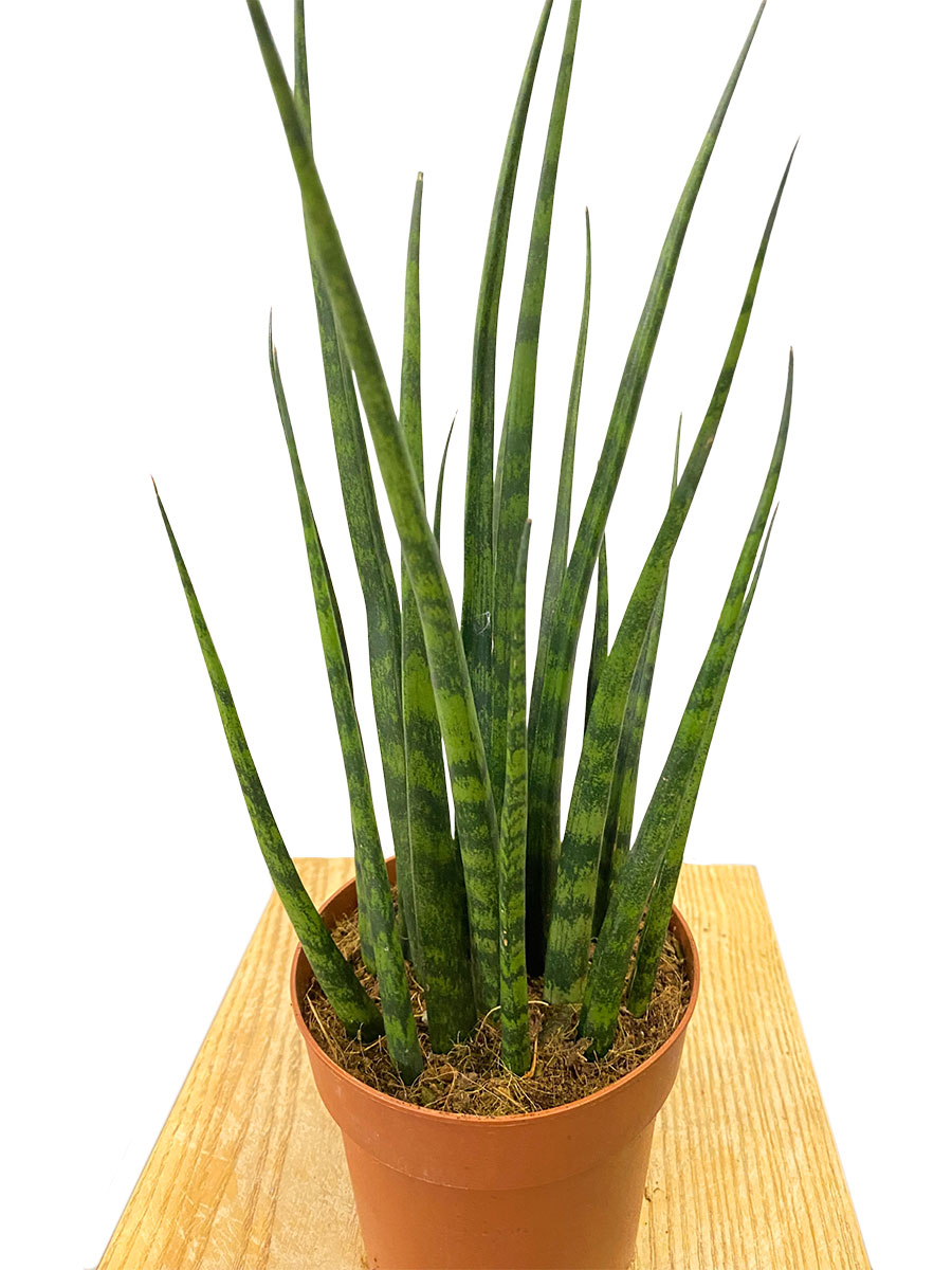 Bogenhanf Sansevieria Fernwood