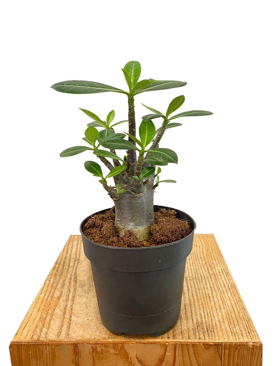 Wüstenrose Adenium Arabicum Baobab