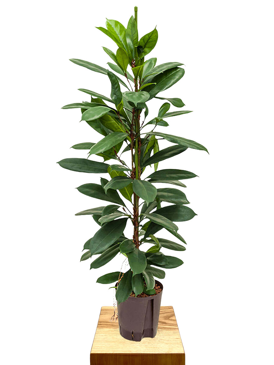Ficus Cyathistipula Hydro 100cm 18/19