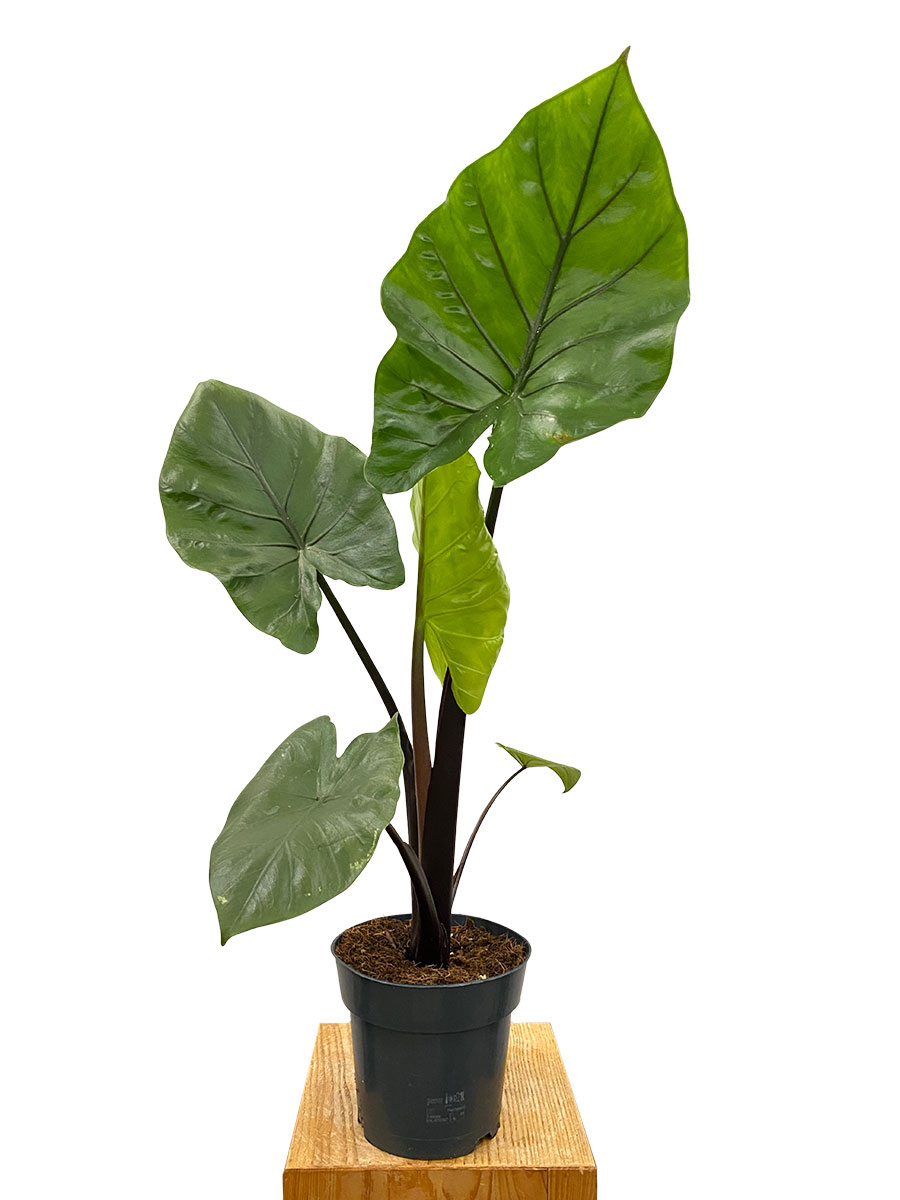 Alocasia Black Cobra