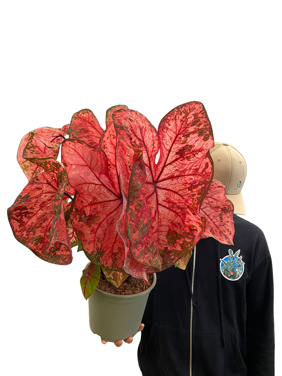 Caladium Lava Glow XL