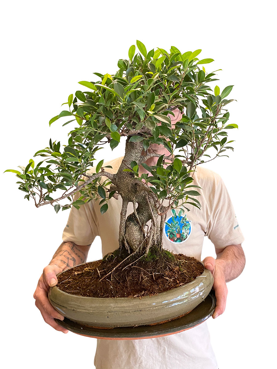 Bonsai - Chinesische Feige - Gross