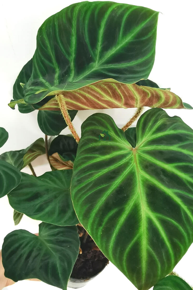 00124-verrocosum-zimmerpflanzen-schweiz-zimmerpflanze-gruenpflanzen-topfpflanzen-bueropflanzen-online-pflanzen-bestellen-schweiz Philodendron Verrocosum