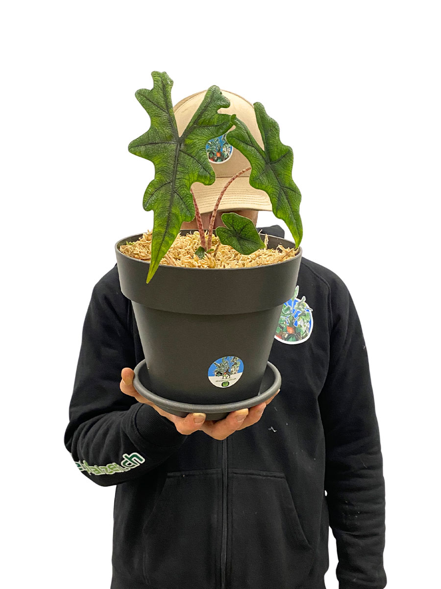 Alocasia Jacklyn