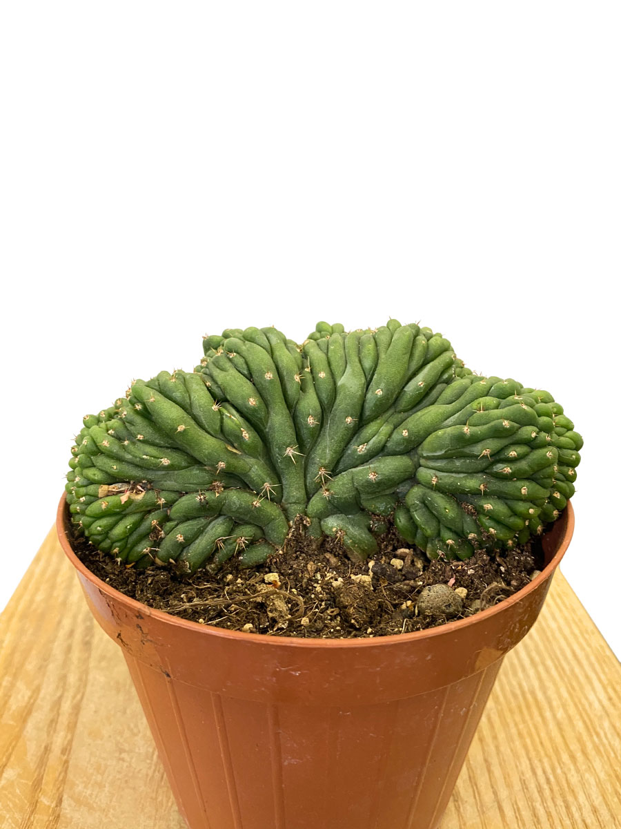 San Pedro Kaktus Pachanoi Cristata