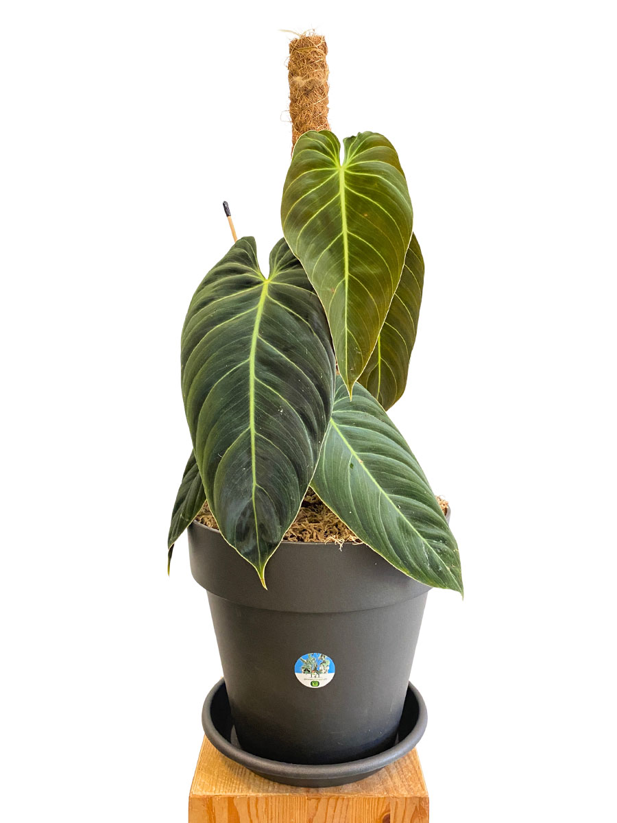 Philodendron Melanochrysum Moosstab