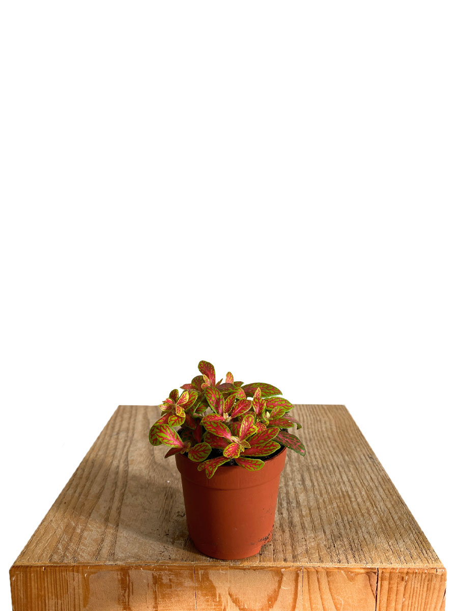 Fittonia Mosaic Skeleton