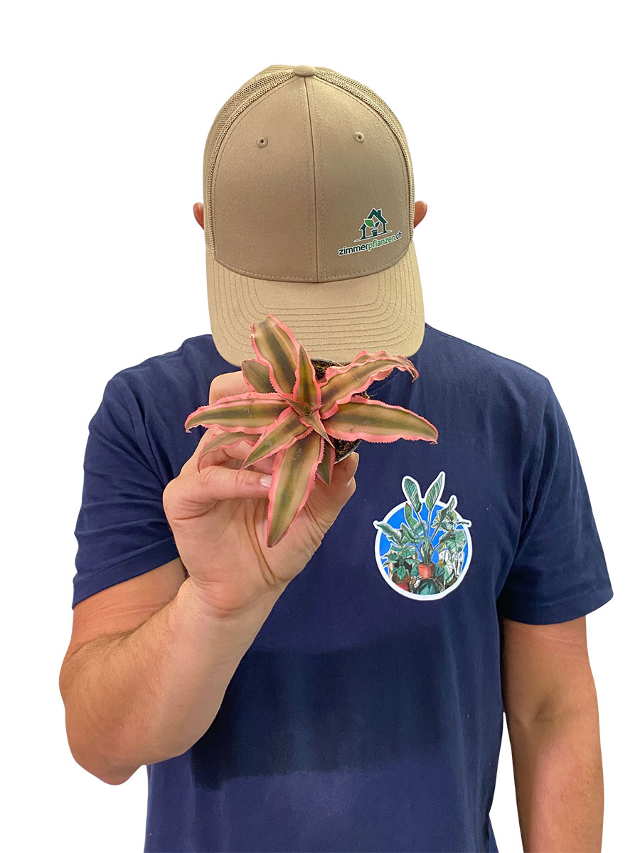 Baby Cryptanthus Rubin Star