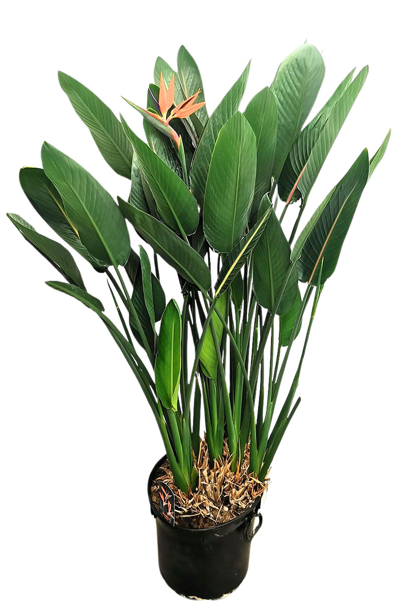 Paradiesvogelblume Strelitzia reginae