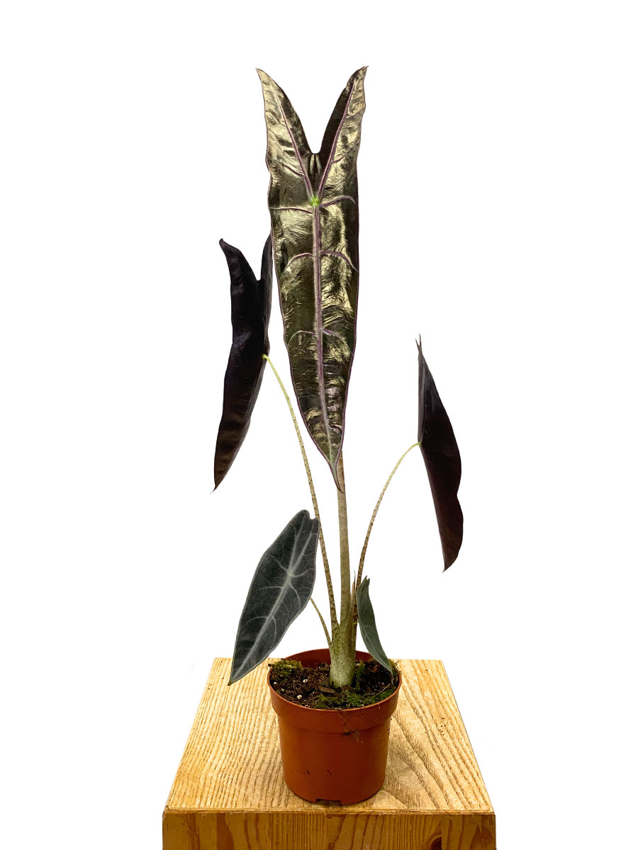 Alocasia Longiloba Purple