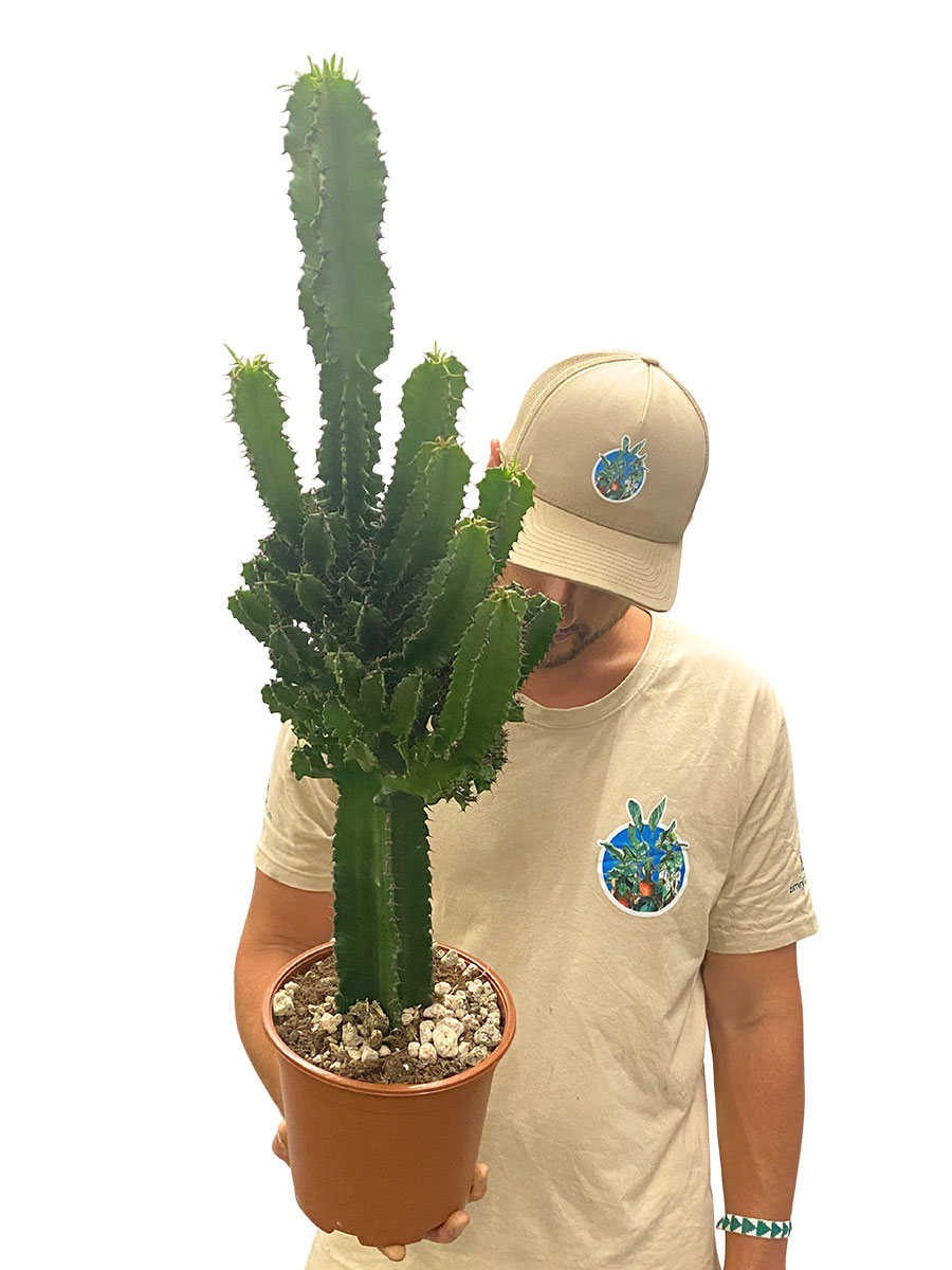Euphorbia Eritrea