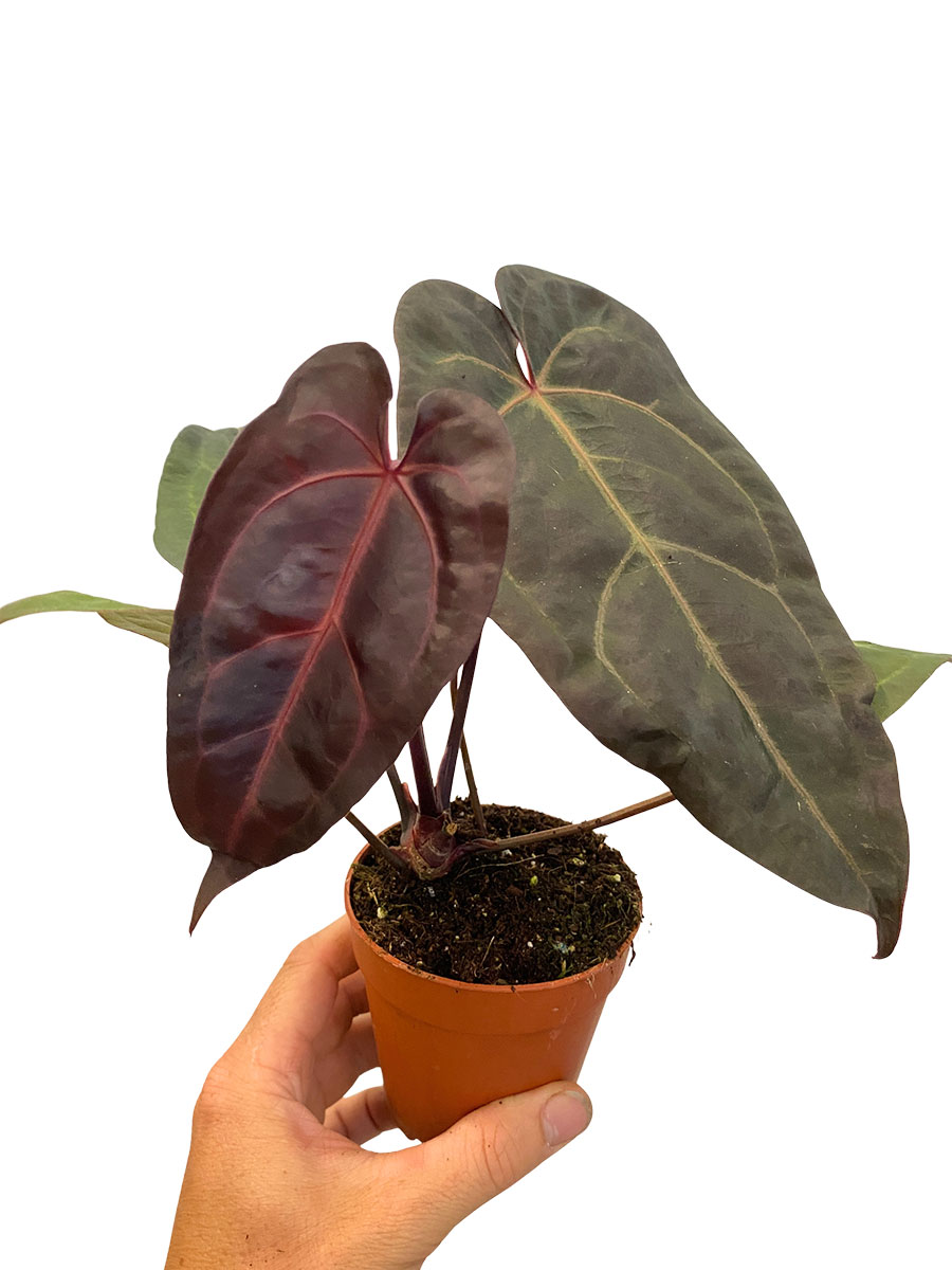 Anthurium DocBlock Dark & Handsome® 9 x Darth Vader® 75