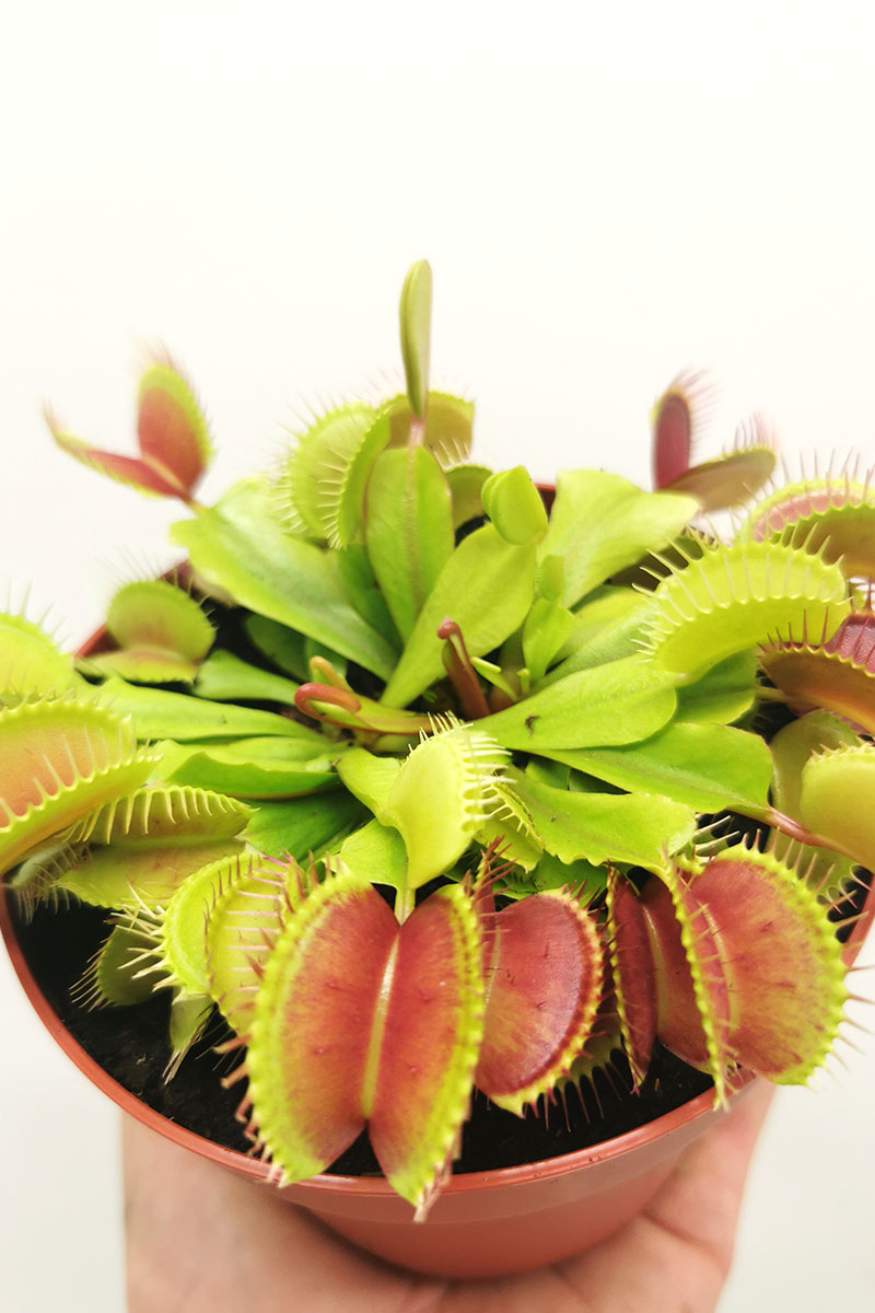 Venusfliegenfalle Dionaea muscipula