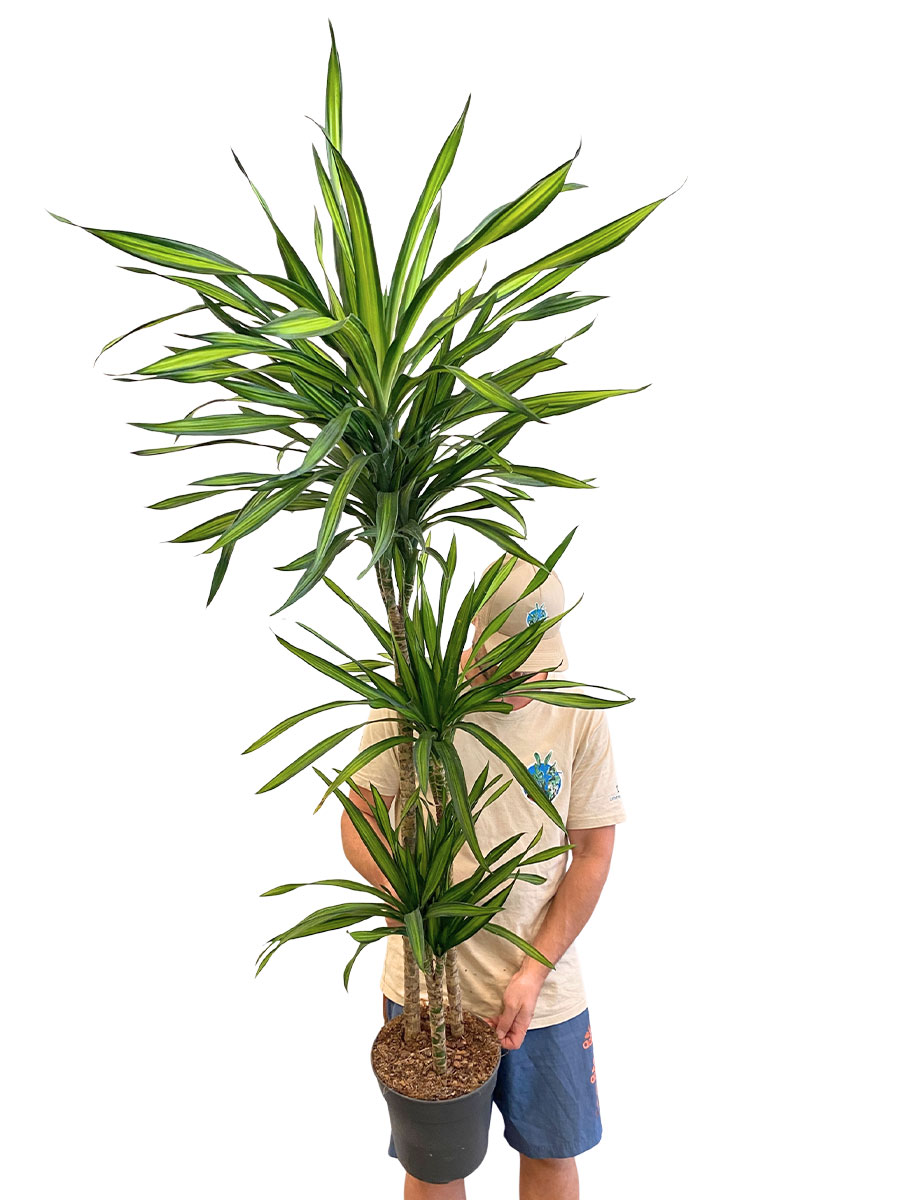Dracaena Riki