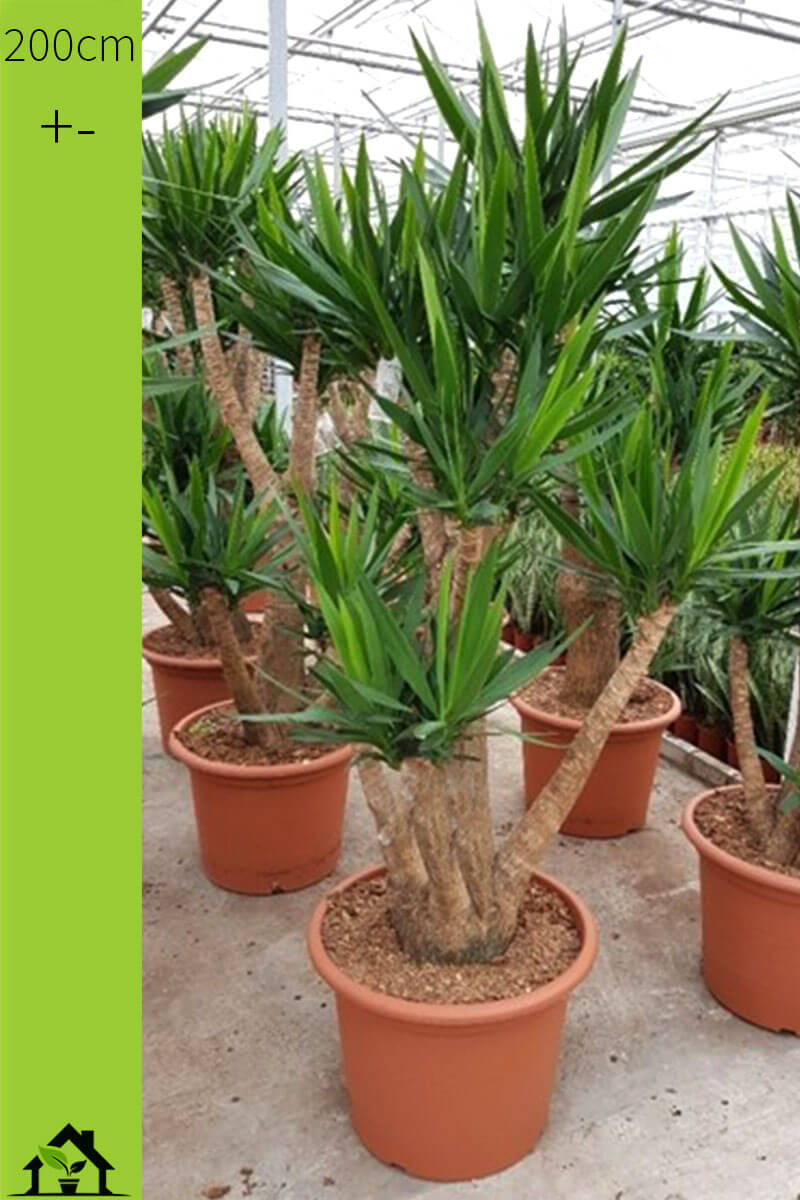 Palmlilie Yucca elephantipes Stamm verzweigt 200cm