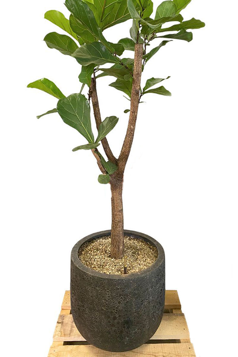 High U Pot Lava - Ø55xH55cm - Vulkan Schwarz