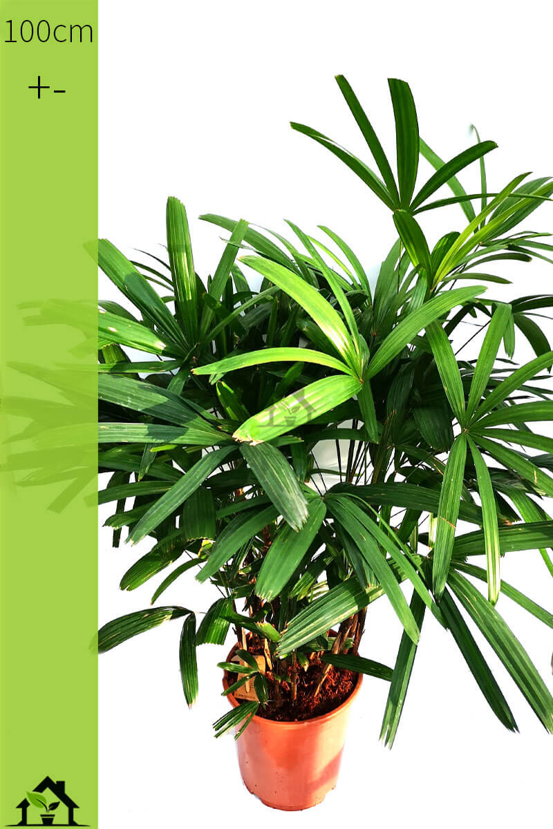 rhapis-01-excelsa-100-steckenpalme-zimmerpflanzen.ch-zimmerpflanzen-zimmerpflanze-gruenpflanzen-topfpflanzen-bueropflanzen-shop-onlineshop-pflanzen-bestellen-schweiz
