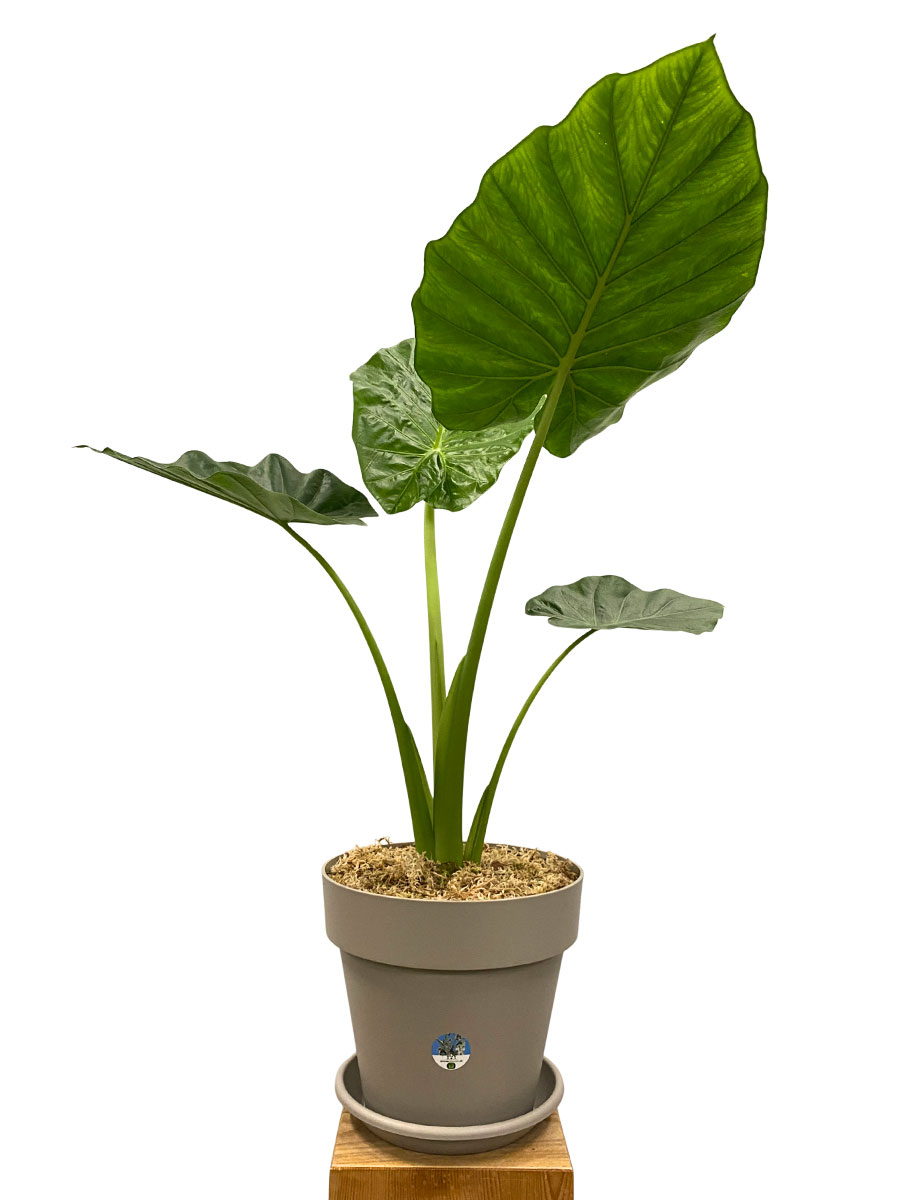 Alocasia Macrorrhiza