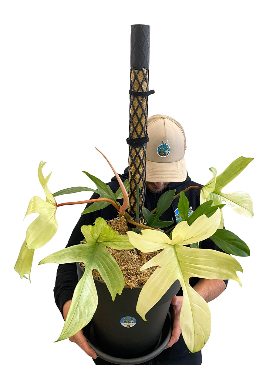 PlantMe Moosstab Midi Set - Schwarz